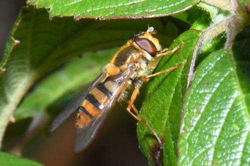 Epistrophe melanostoma